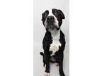 Adopt GREG (Loves To Play!) a Pit Bull Terrier, Labrador Retriever