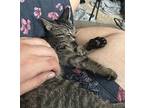 Dara Domestic Shorthair Kitten Female