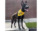 Doug Dutch Shepherd Young Male