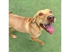 Bubbles Labrador Retriever Adult Male