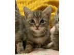 BEAU Domestic Mediumhair Kitten Male