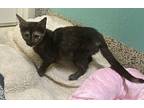 Ru Domestic Shorthair Kitten Female