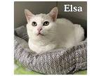 Elsa - PetSmart Domestic Shorthair Adult Female
