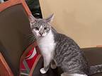 Genia Domestic Shorthair Kitten Female