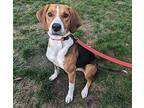 Clover Treeing Walker Coonhound Young Female