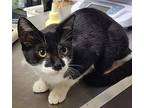Catticus Finch Domestic Shorthair Young Female