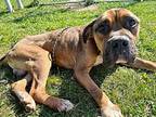 LONNIE Mastiff Young Male