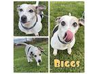 Biggs - SPONSORED Chihuahua Adult Male