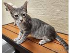 Bonus Domestic Shorthair Kitten Female