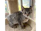 Norman Domestic Shorthair Kitten Male