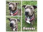 Phoebe- FOSTER NEEDED American Staffordshire Terrier Adult Female