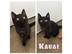 Kauai - NN - SR2 Domestic Shorthair Kitten Female