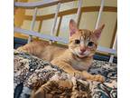 Kerchak - In Foster Domestic Shorthair Kitten Male