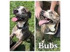 Bubs - SPONSORED American Staffordshire Terrier Adult Male