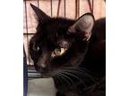 Lucy Domestic Shorthair Young Female