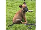 Lawrence Finch Mixed Breed (Medium) Puppy Male