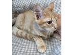 Chewbacca Domestic Mediumhair Kitten Male