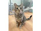 Adopt Heath a Tabby