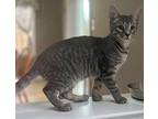 Sully Domestic Shorthair Kitten Male