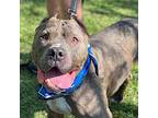 Teddy American Staffordshire Terrier Adult Male