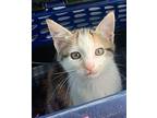 Lollipop Domestic Shorthair Kitten Female