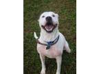 Hercules American Pit Bull Terrier Young Male