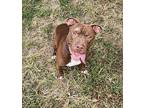 Xavier American Pit Bull Terrier Adult Male