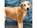 Adopt Gavin a Great Pyrenees, Hound