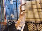 Cheddar Domestic Shorthair Kitten Male