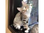 Toe Domestic Shorthair Kitten Male