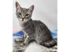 Barrel Domestic Mediumhair Kitten Male