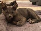 Silas Domestic Shorthair Young Male