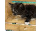 JD Domestic Longhair Kitten Female