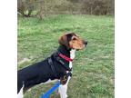 Stanley Treeing Walker Coonhound Young Male