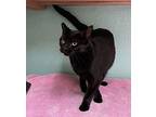 Regina Aka Reggie Domestic Shorthair Adult Female