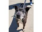 Adopt Brantley a Pit Bull Terrier