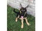 Haley German Shepherd Dog Puppy Female