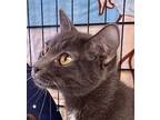 Gracie Domestic Shorthair Young Female