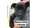 Nancy Astor Mixed Breed (Medium) Puppy Female