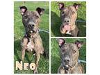 Neo - SPONSORED American Staffordshire Terrier Adult Male