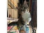 FRANKIE Domestic Shorthair Kitten Female