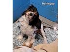 Penelope Cavalier King Charles Spaniel Adult Female