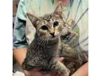 Disney Prince & Princess - Briar Rose Domestic Shorthair Kitten Female