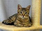 Twix Domestic Mediumhair Kitten Male