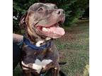 Clyde American Pit Bull Terrier Adult Male