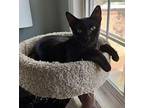 Ellie Domestic Shorthair Young Female