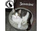 Jasmine Domestic Shorthair Adult Female