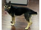 KING CHARLES (CHARLIE)::D2023093 German Shepherd Dog Young Male