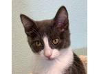 Alice Domestic Shorthair Kitten Female