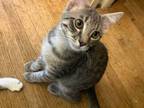 Grayson Domestic Shorthair Kitten Male